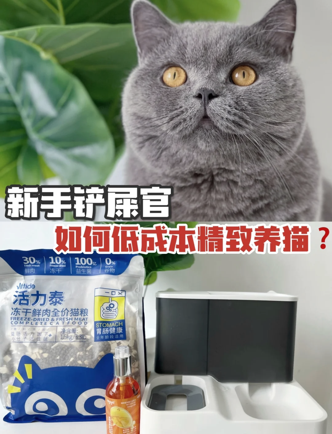 养猫咪网论坛手机版(养猫人士交流社区apk)-第2张图片-QuickQ官网