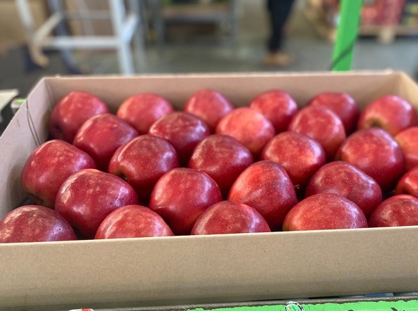 苹果波兰版(苹果的波兰语)