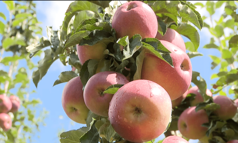 苹果丰收城版花城版的简单介绍-第4张图片-QuickQ官网