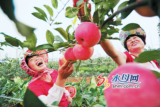 苹果丰收城版花城版的简单介绍-第5张图片-QuickQ官网